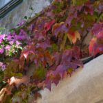 Ventana con flores