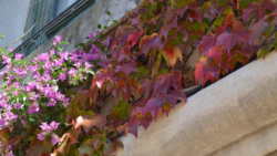 Ventana con flores