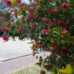 Vista del patio de Primaria