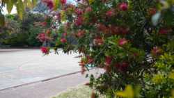 Vista del patio de Primaria