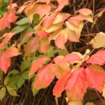 Hojas de hiedra en otoño