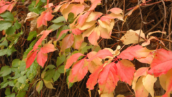 Hojas de hiedra en otoño