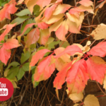Hiedra en otoño