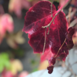 Hiedra en otoño