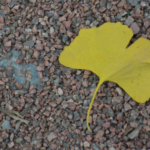 Hoja de Ginkgo biloba sobre piso con piedritas