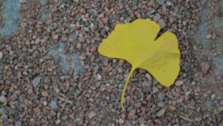 Hoja de Ginkgo biloba sobre piso con piedritas