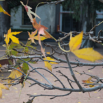 Árbol con hojas de otoño