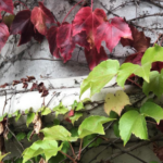 Columna con hojas de enredadera en otoño