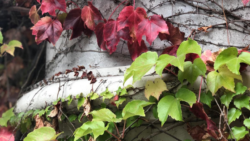 Columna con hojas de enredadera en otoño