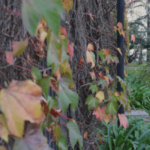 Hiedra en otoño