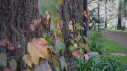 Hiedra en otoño