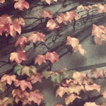 Hiedra en otoño