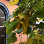 Ventana de la Biblioteca Cecilia Güefi, Secundaria