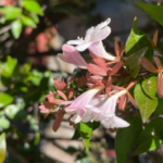 Abelia