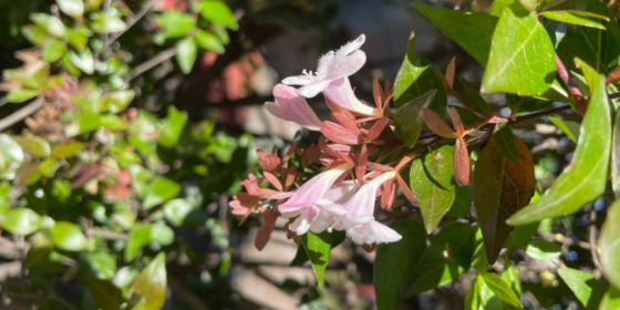 Abelia