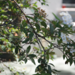 Arbusto con flores en uno de los patios