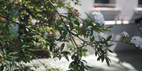 Arbusto con flores en uno de los patios