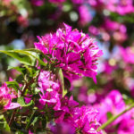 Flores en primavera