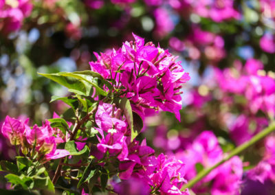 Flores en primavera