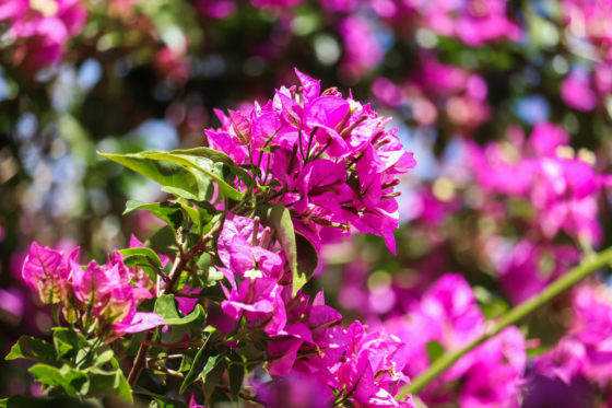 Flores en primavera