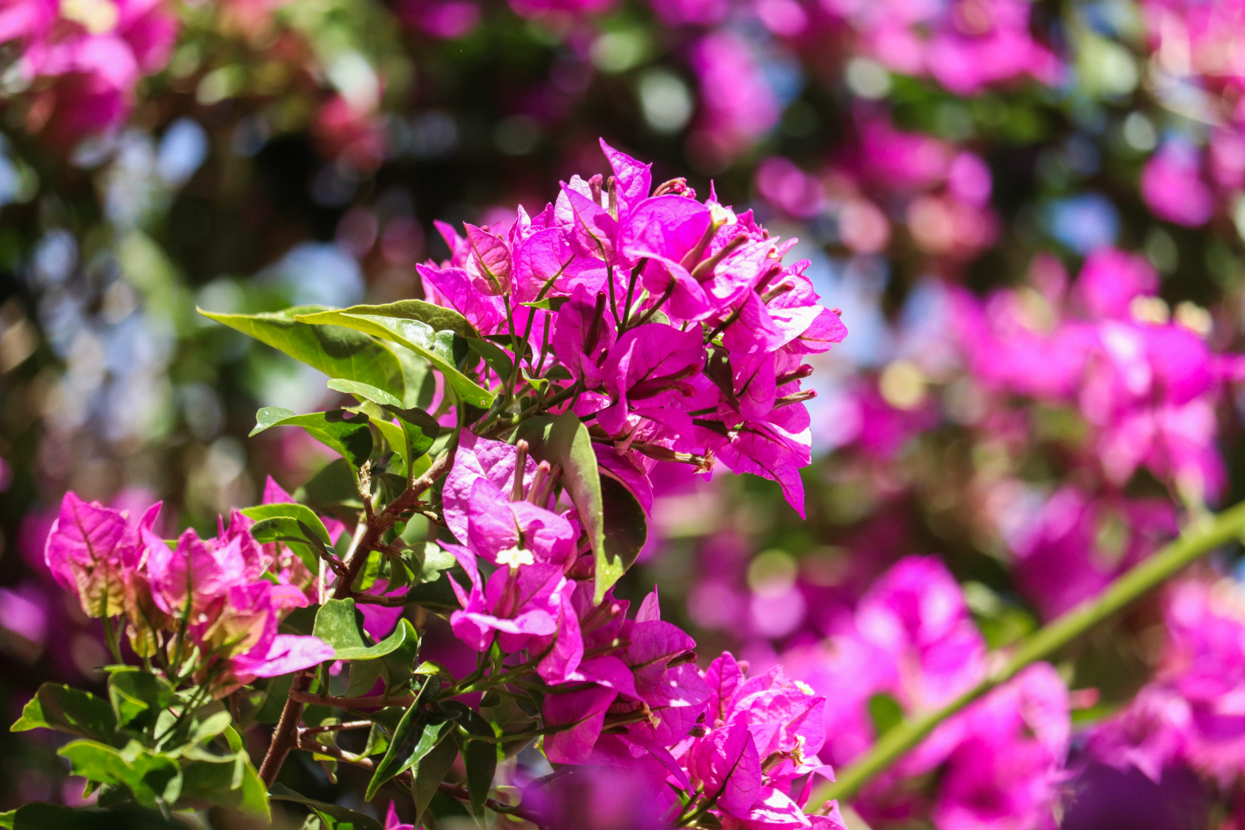 Flores en primavera