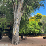 Patio de Primaria en verano