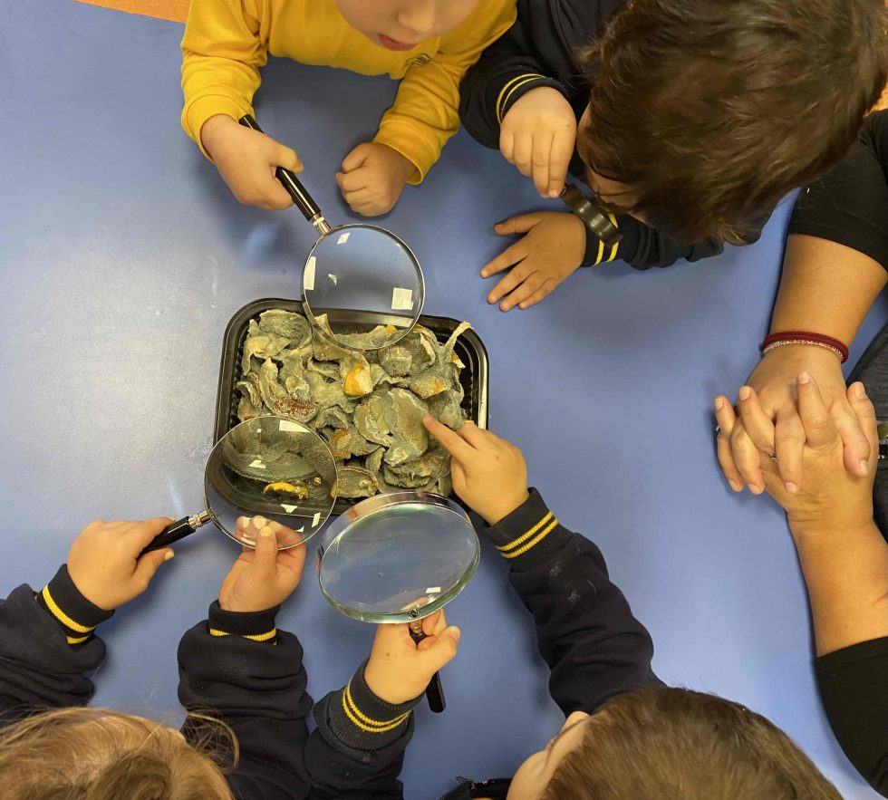Experiencia de ciencias a partir de cáscaras de limones con moho