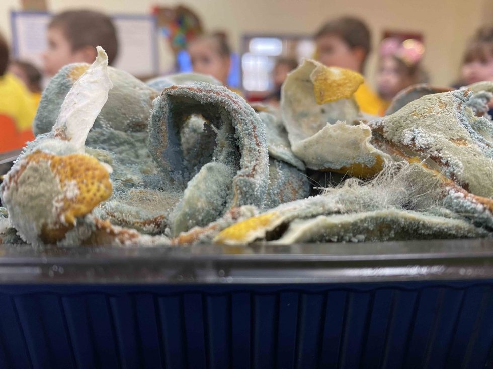 Experiencia de ciencias a partir de cáscaras de limones con moho